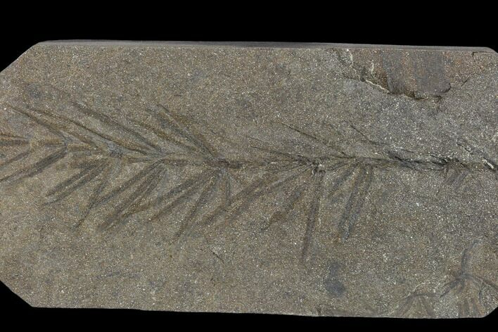 Fossil Pennsylvanian Horsetail (Asterophyllites) - France #114621